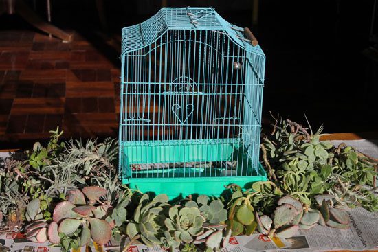 birdcage planter