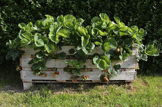Upcycled garden ideas - strawberry pallet planter