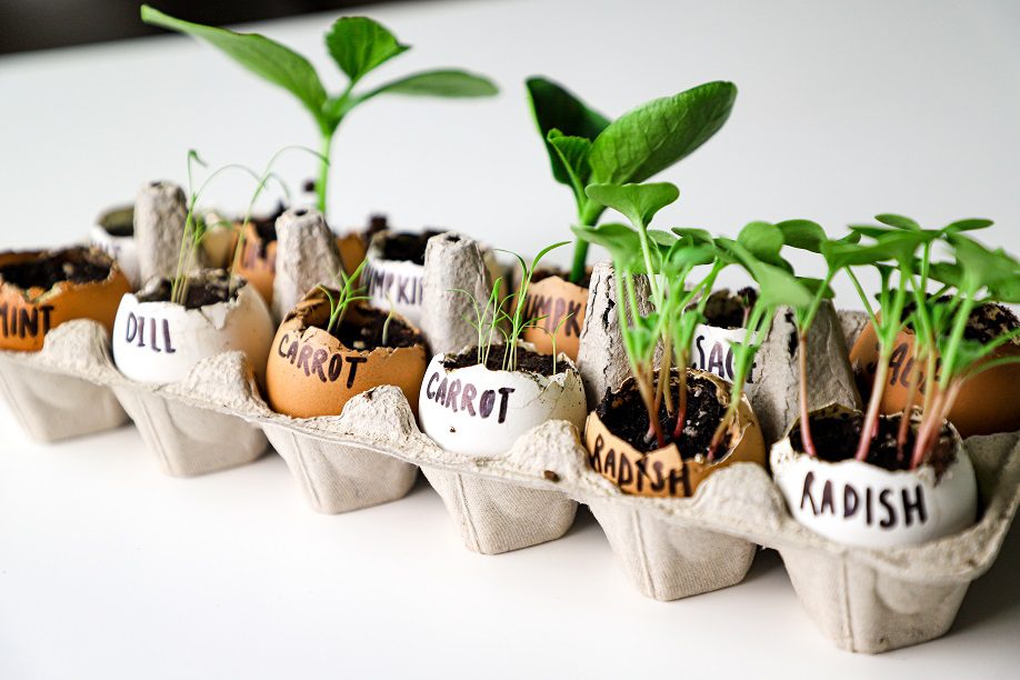 Seed starter